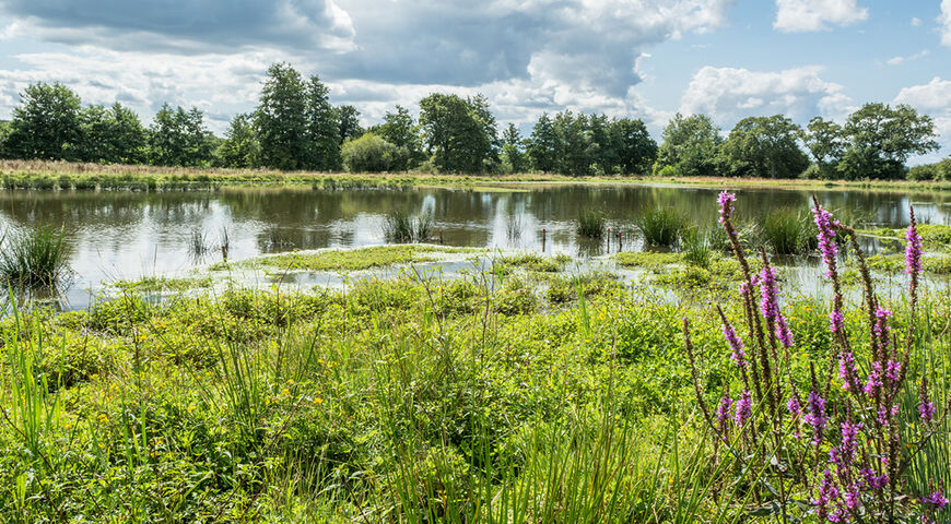 Etang et nature Orgères